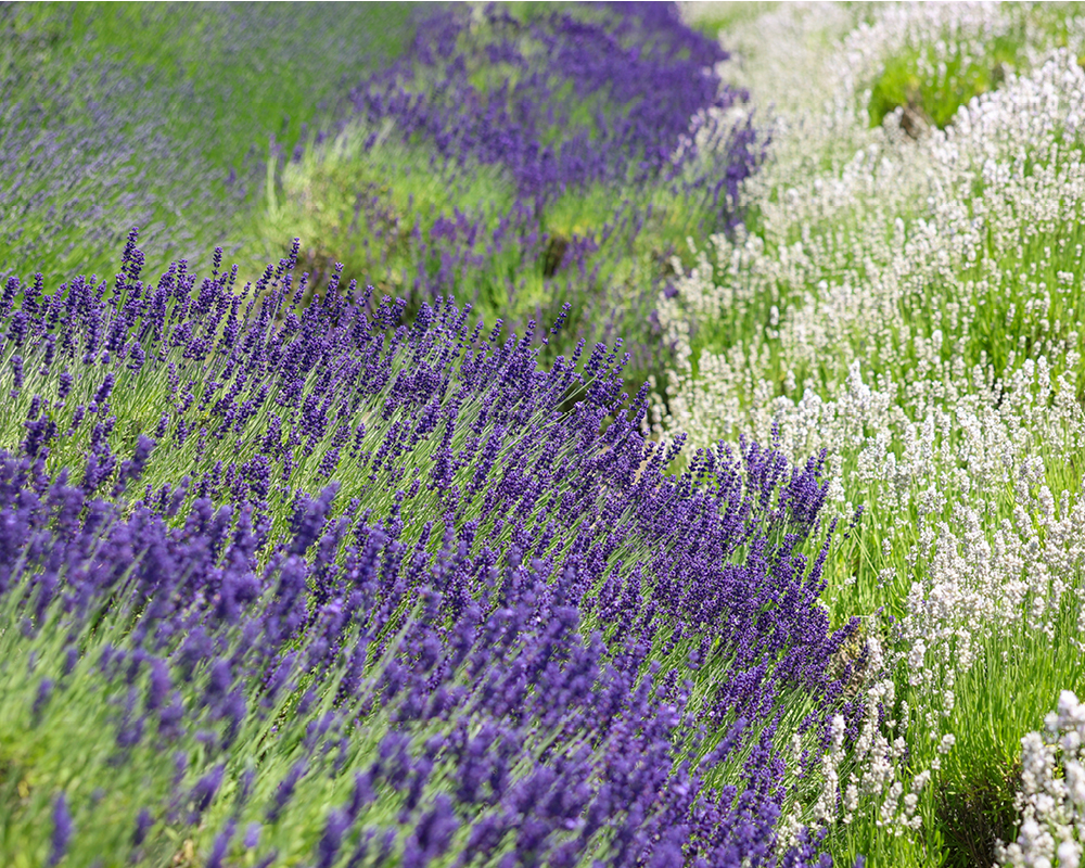 Lavender fields