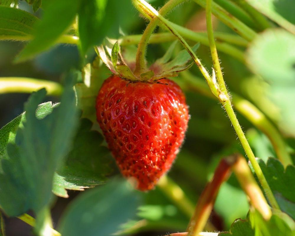 A ripe strawberry on the vine