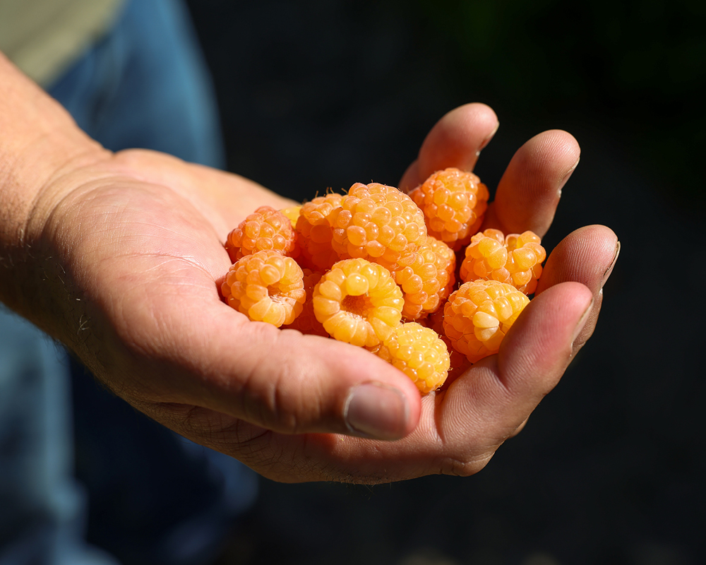 Sam Spooner holds a handful of golden raspberries
