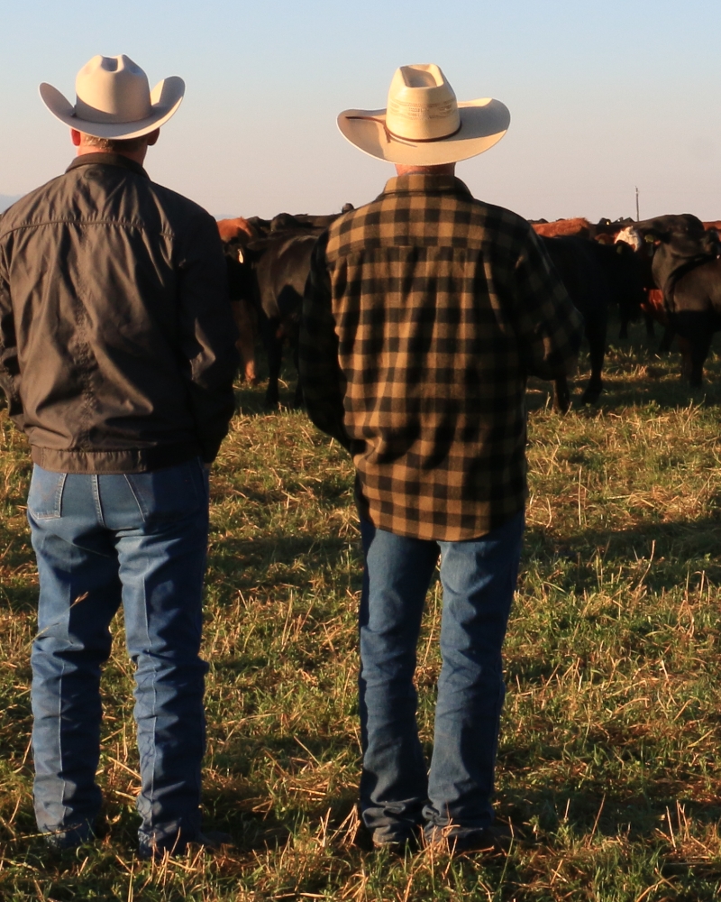 Two people looking at a herd of cattle