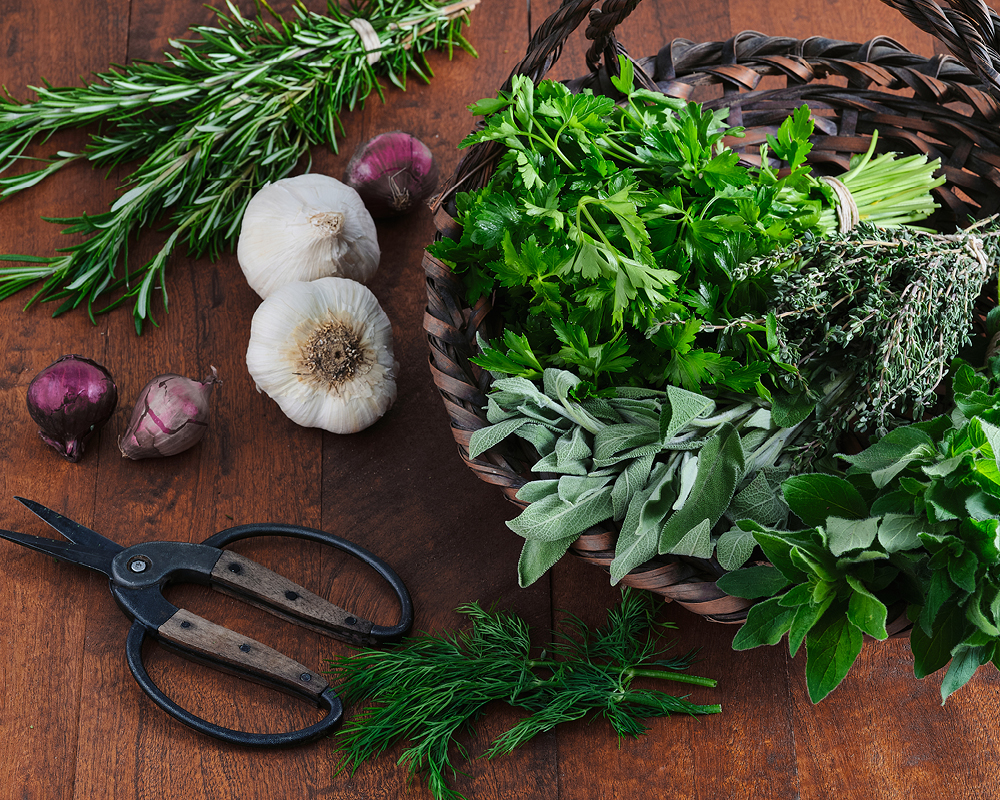 Herbs in a basket with garden sheers, garlic, and mini onions