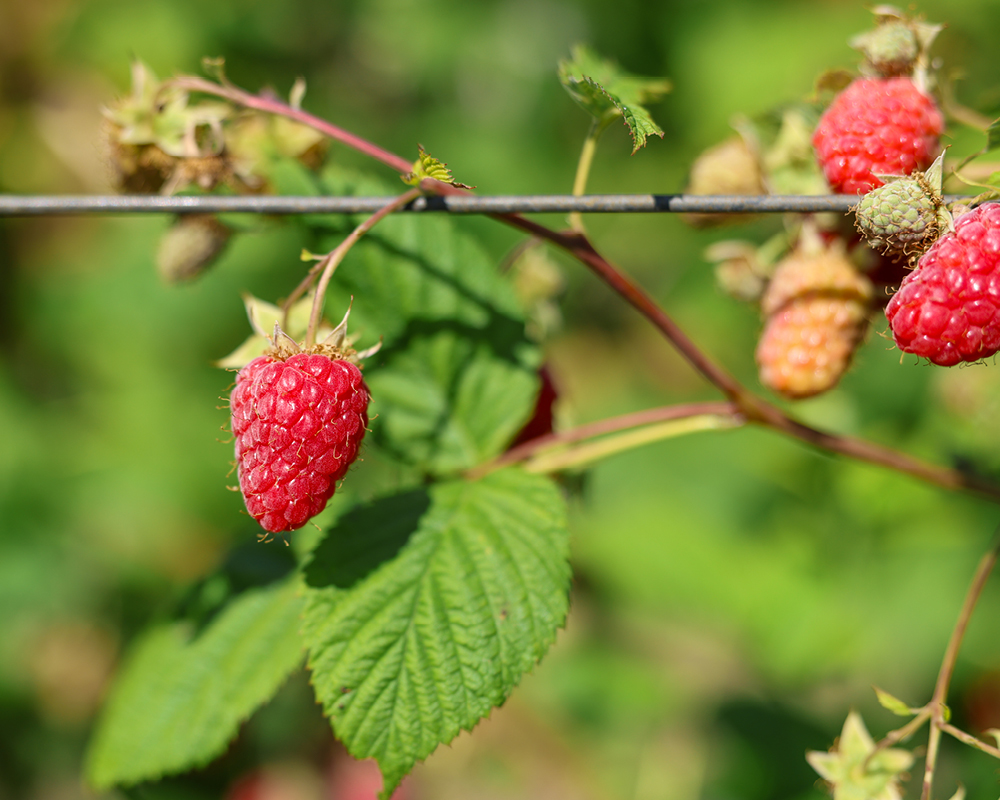 Raspberries hanging from a trellis