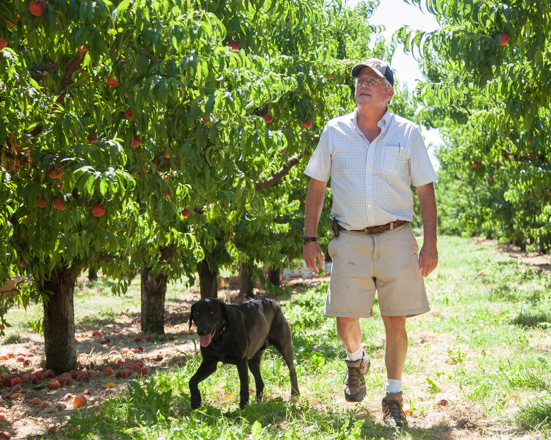 Man and dog walk in peach grove