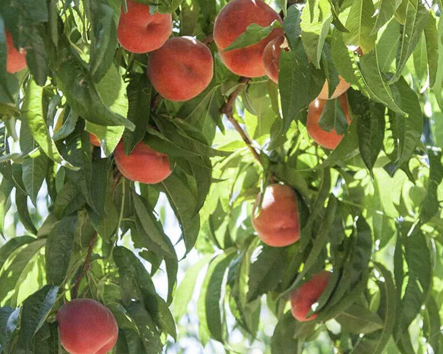 Peaches on a green leafy tree.