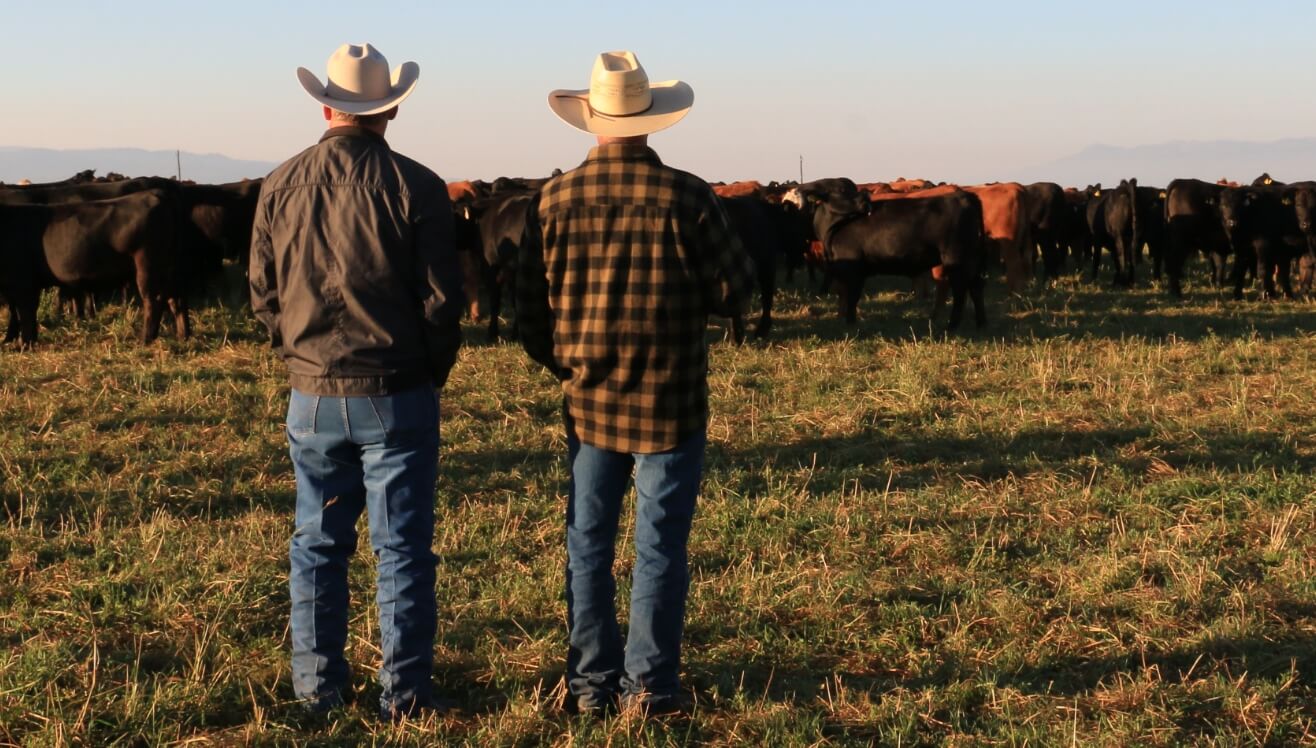 our partners two ranchers looking at the herd of cattle